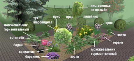 11 красивых цветов для тени и полутени | Дизайн участка (manikyrsha.ru)